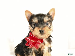 Yorkshire Terrier dogs Pauper - Ad 41