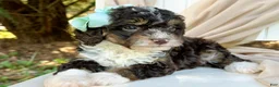 Mini Bernedoodle dogs for sale: Whitley-Petite/Mini-OFA&GeneticParents - Ad 4