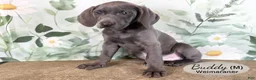Weimaraner dogs for sale: Buddy - Ad 3