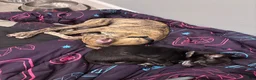 Whippet dogs for sale: Miles - Ad 3