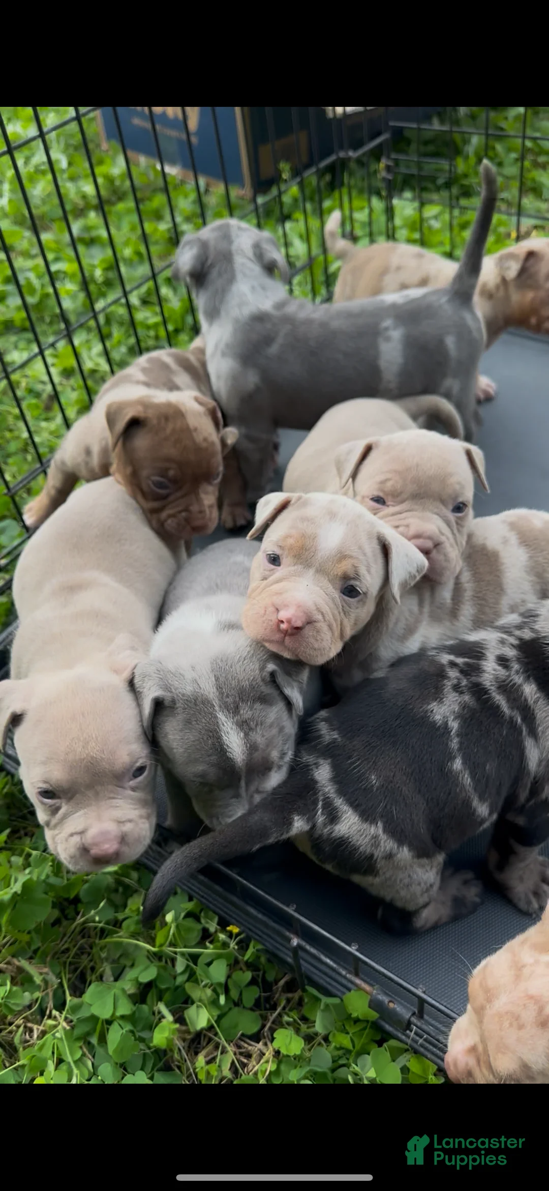 American Bully dogs for sale: American Bully Puppy 5 - Ad 3