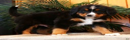Bernese Mountain Dog dogs for sale: Josh - Ad 8