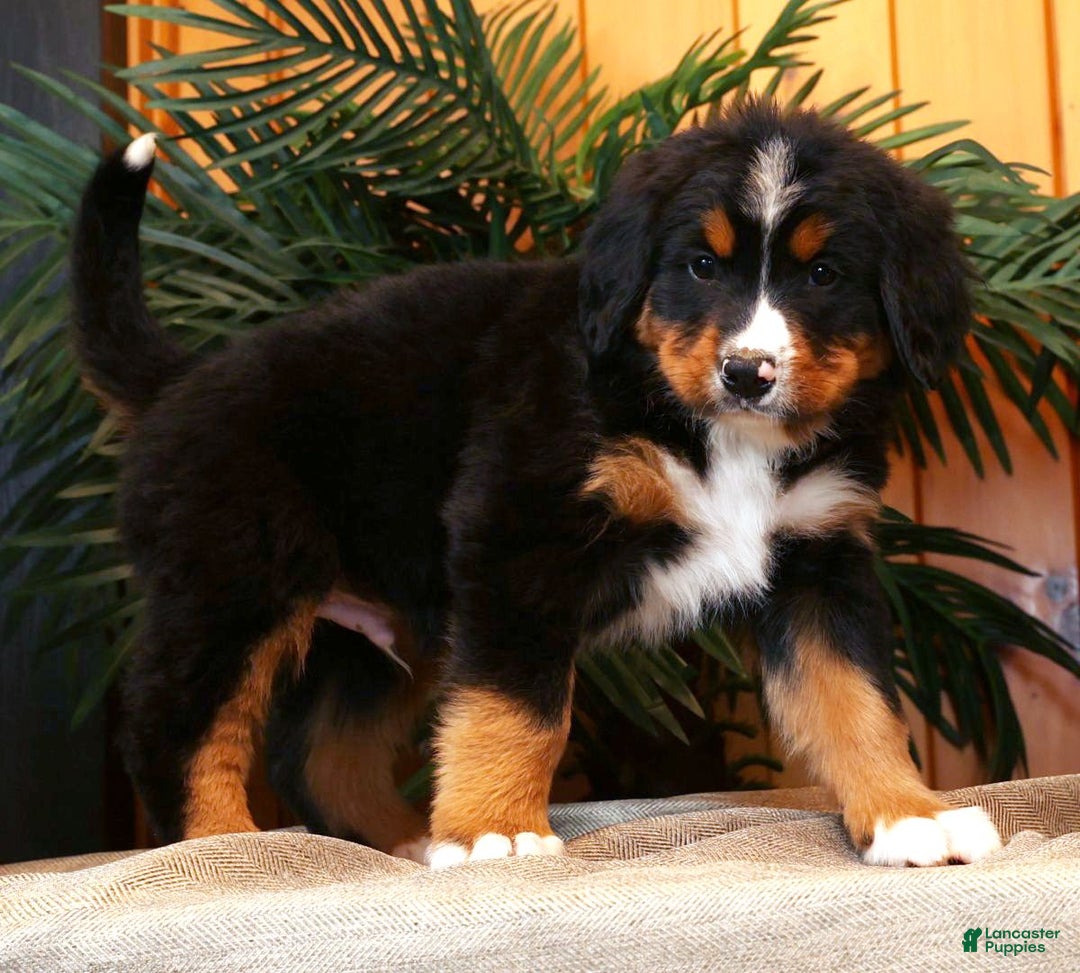 Bernese Mountain Dog dogs for sale: Josh - Ad 8