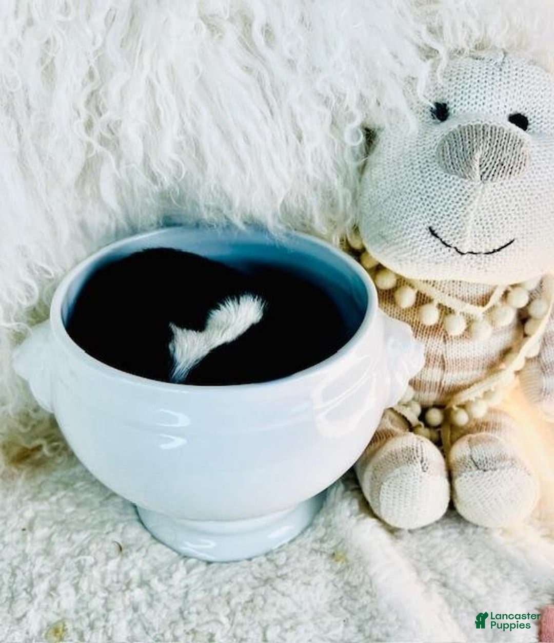 Chihuahua dogs for sale: Cosita - Ad 5