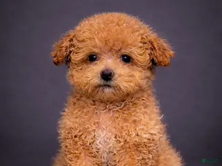 Miniature Poodle dogs Miniature Poodle Puppy 1 - Ad 5