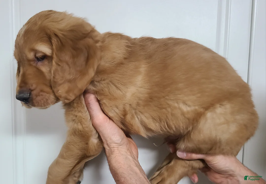 Golden Retriever dogs for sale: Grant - Ad 2