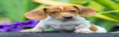 Missy Miniature Dachshund 