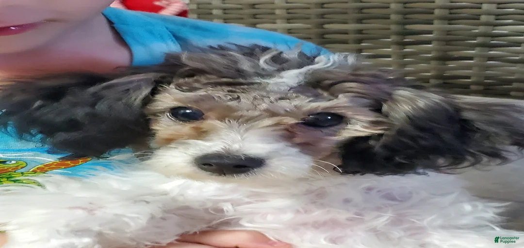 Gallery Image {{count}}