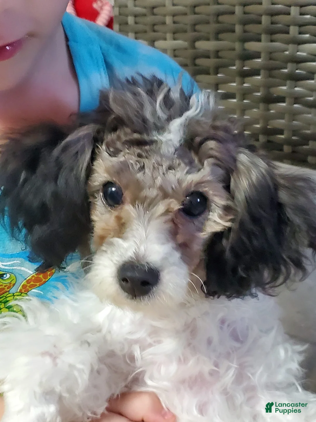 Gallery Image {{count}}