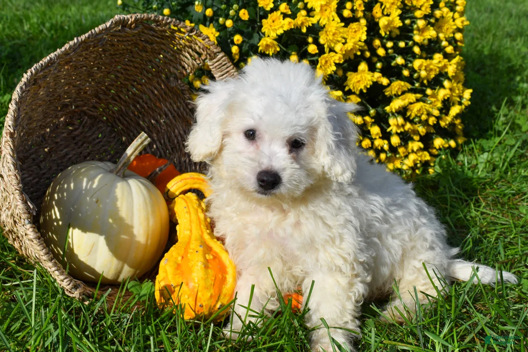 Bichon Frise dogs for sale: Tyler 🐶 - Ad 2