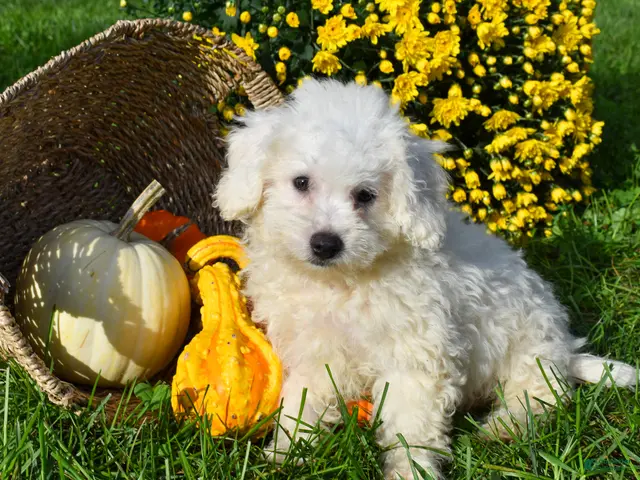 Bichon Frise dogs for sale: Tyler 🐶 - Ad 2