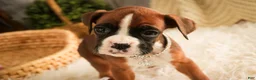 Boxer dogs for sale: Latte - Ad 7