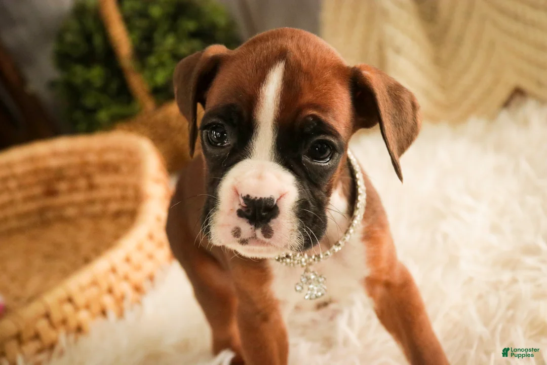 Boxer dogs for sale: Latte - Ad 7