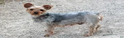 Yorkshire Terrier dogs for sale: Ember - Ad 4