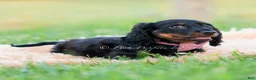 Miniature Dachshund dogs for sale: bentley - Ad 11