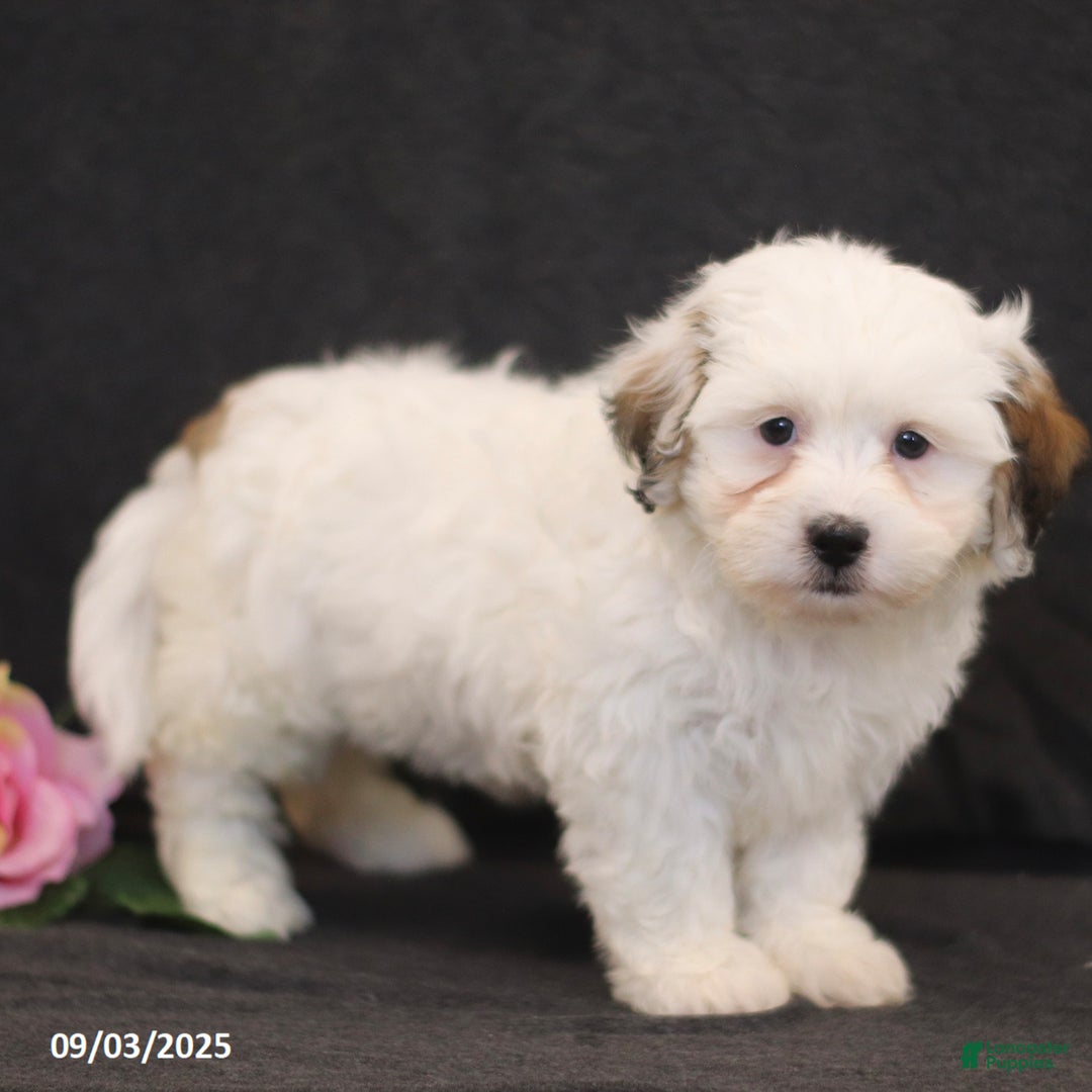 Newborn Coton Tzu Puppies Litter Of Shichon For Sale In