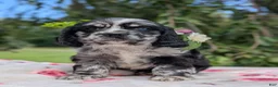 Cocker Spaniel dogs for sale: Chloe - Ad 3