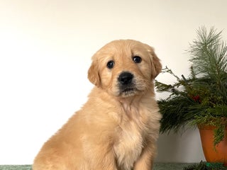 Golden Retriever dogs for sale: Duke - Ad 1