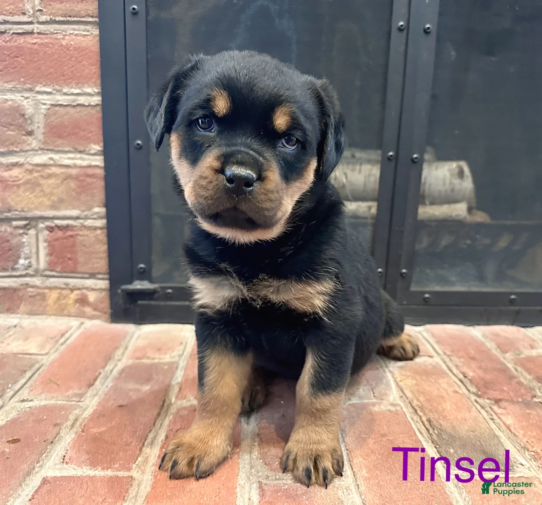 Rottweiler dogs for sale: Tinsel  - Ad 2