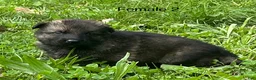 German Shepherd dogs for sale: German Shepherd 2 - Ad 7