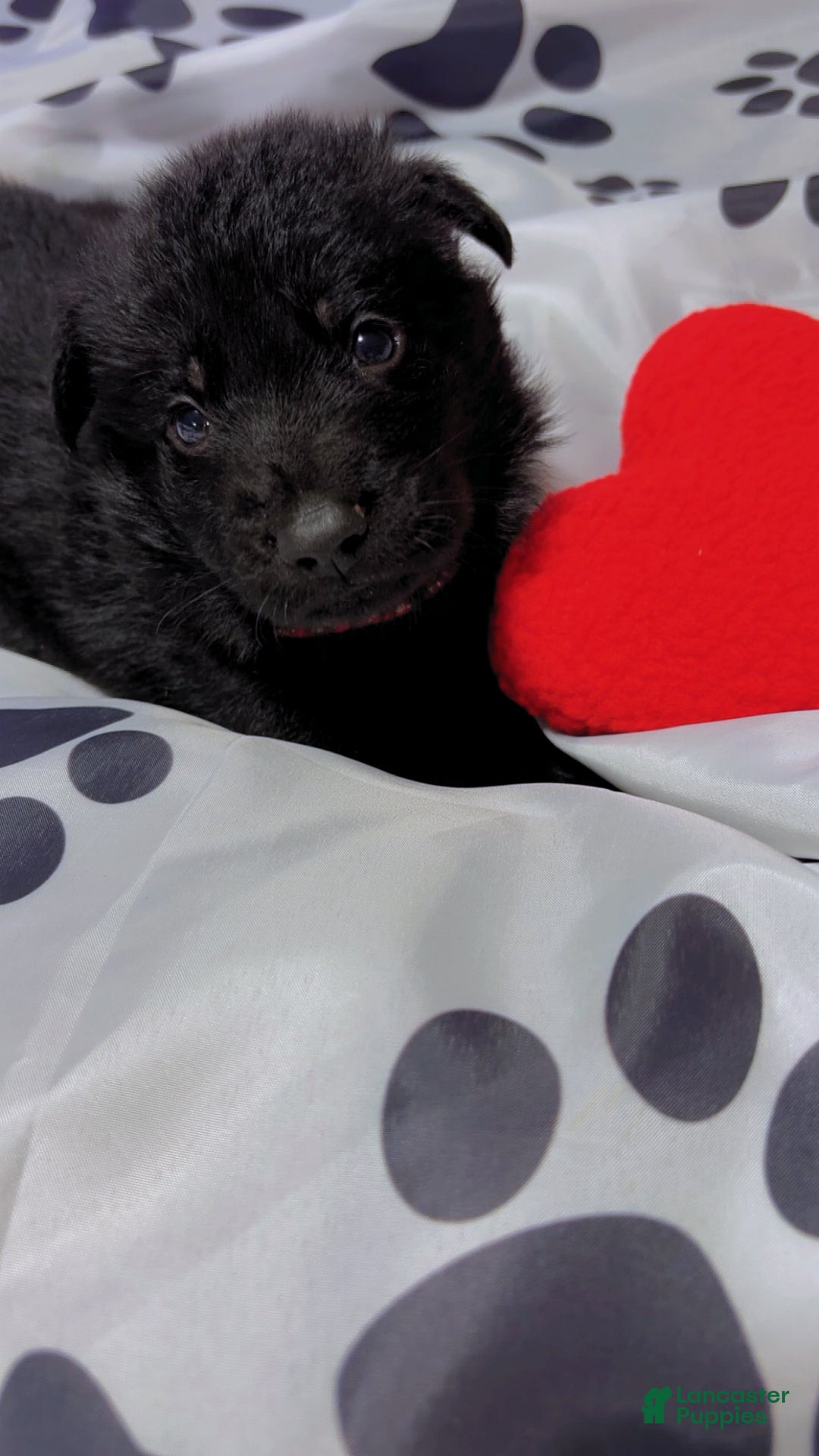 German Shepherd dogs for sale: Blaze - Ad 3