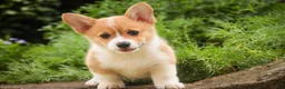Welsh Corgi Pembroke dogs for sale: Zoey - Ad 10