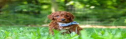 Standard Poodle dogs for sale: Cooper - Ad 3