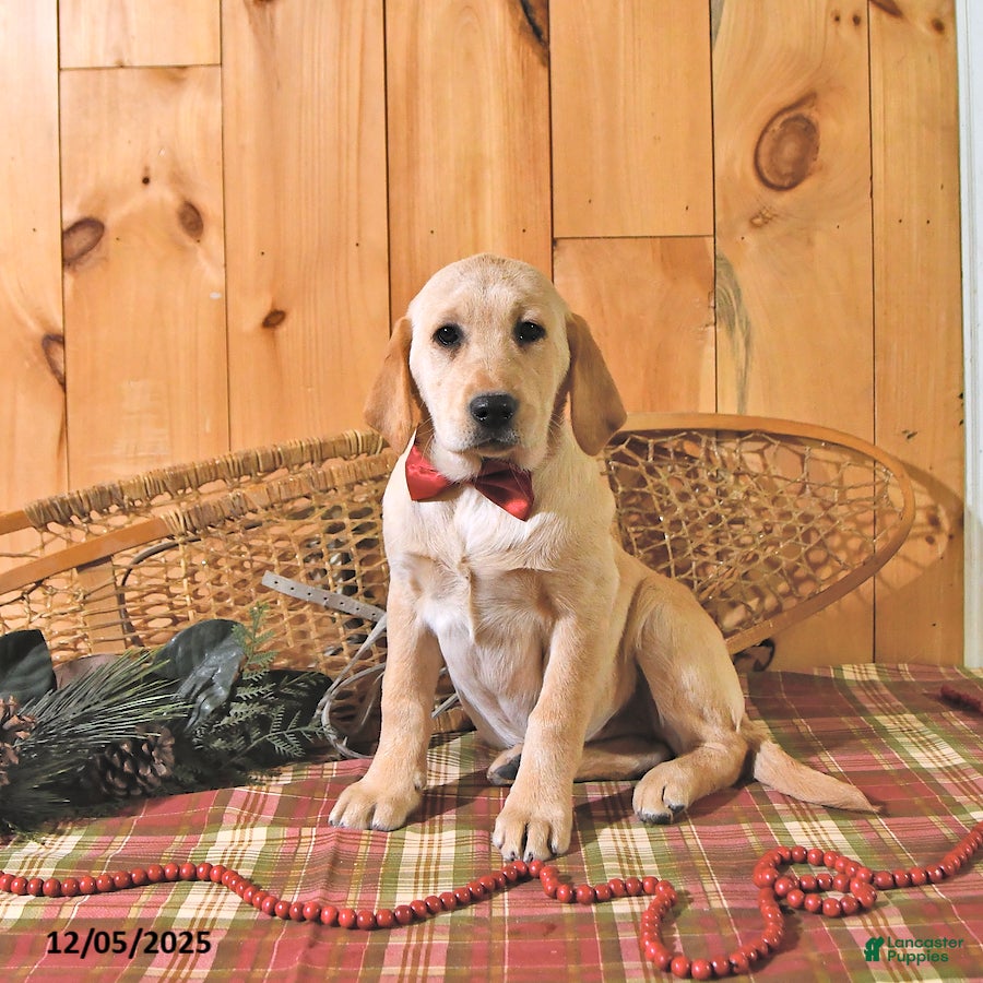 Labrador Retriever dogs Summer - Ad 1