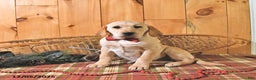 Labrador Retriever dogs for sale: Summer - Ad 1