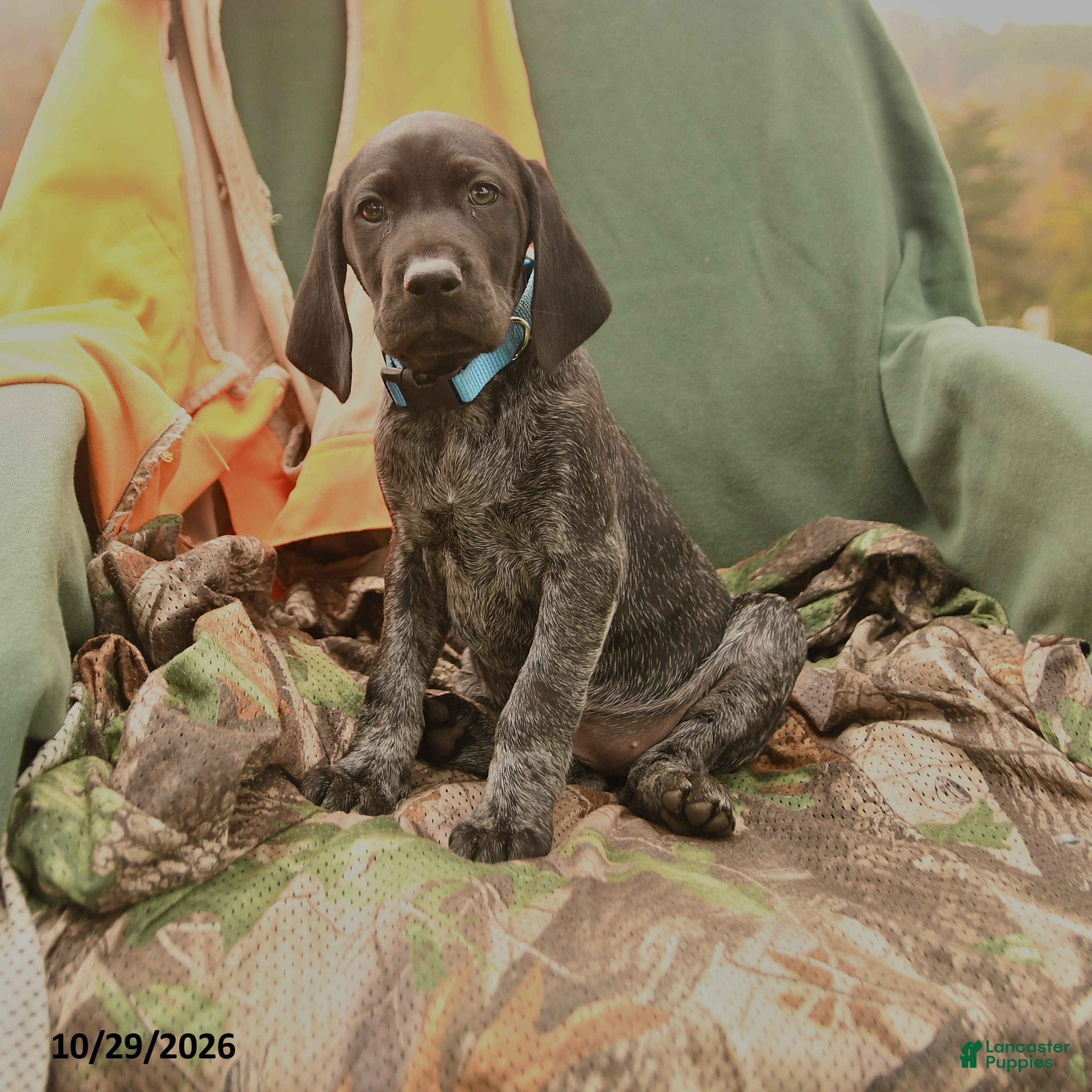 German Shorthaired Pointer dogs for sale: Savannah - Ad 1