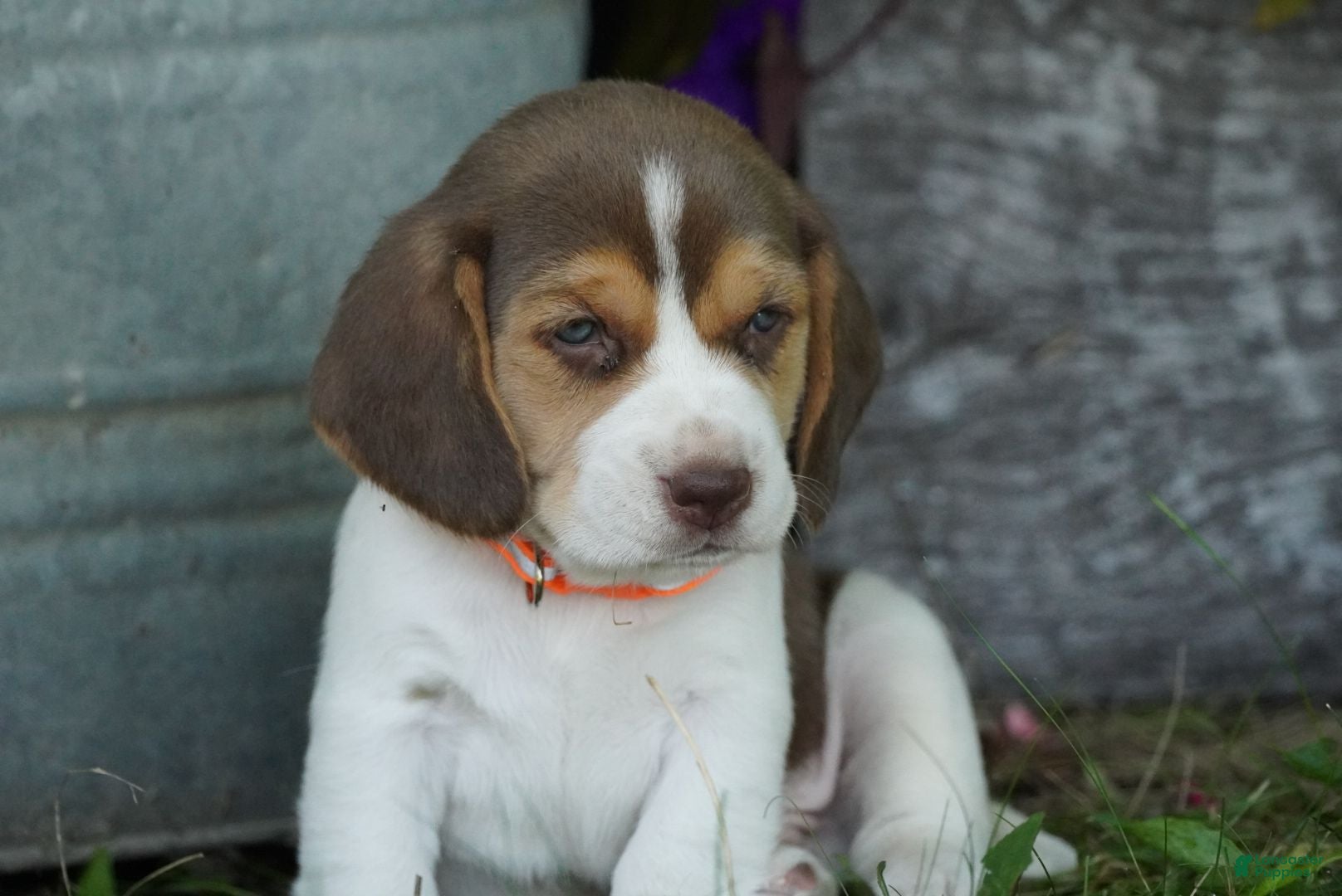Beagle dogs Otis - Ad 2