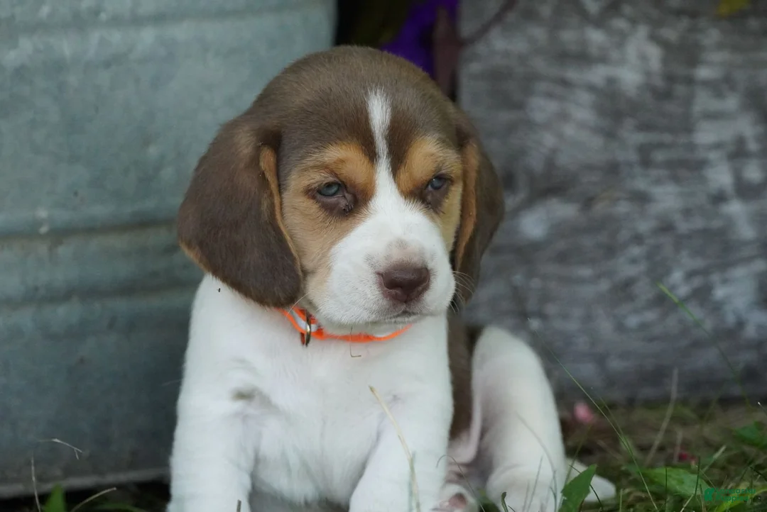 Beagle dogs for sale: Otis - Ad 2