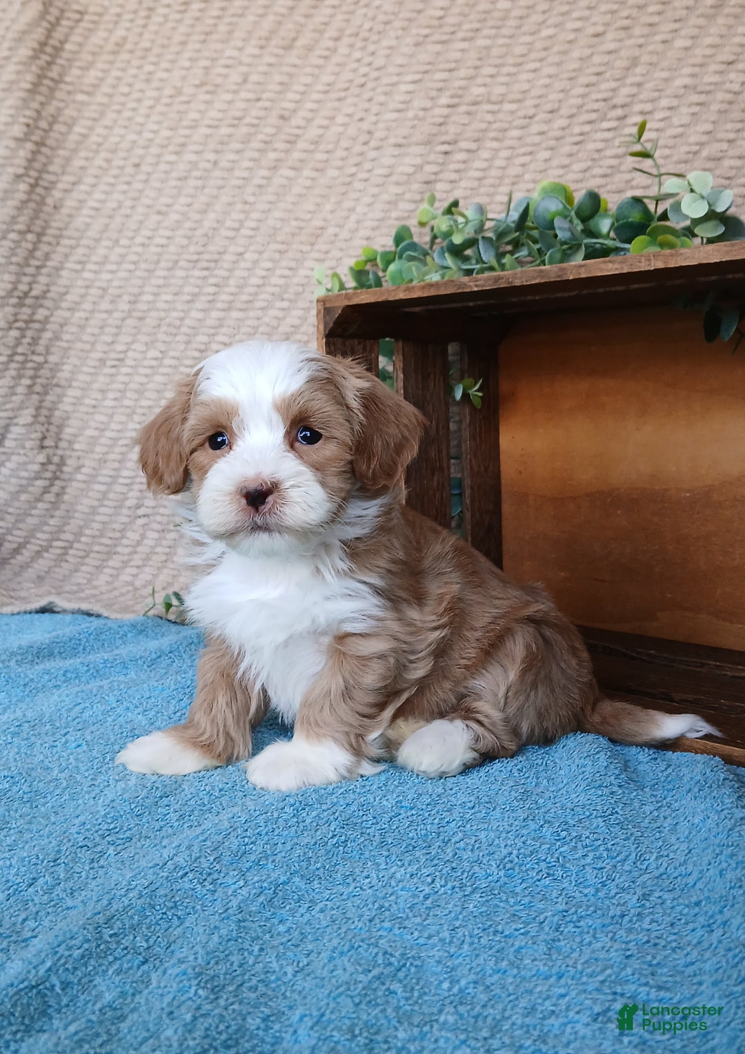 Havanese dogs for sale: Marsh  - Ad 2