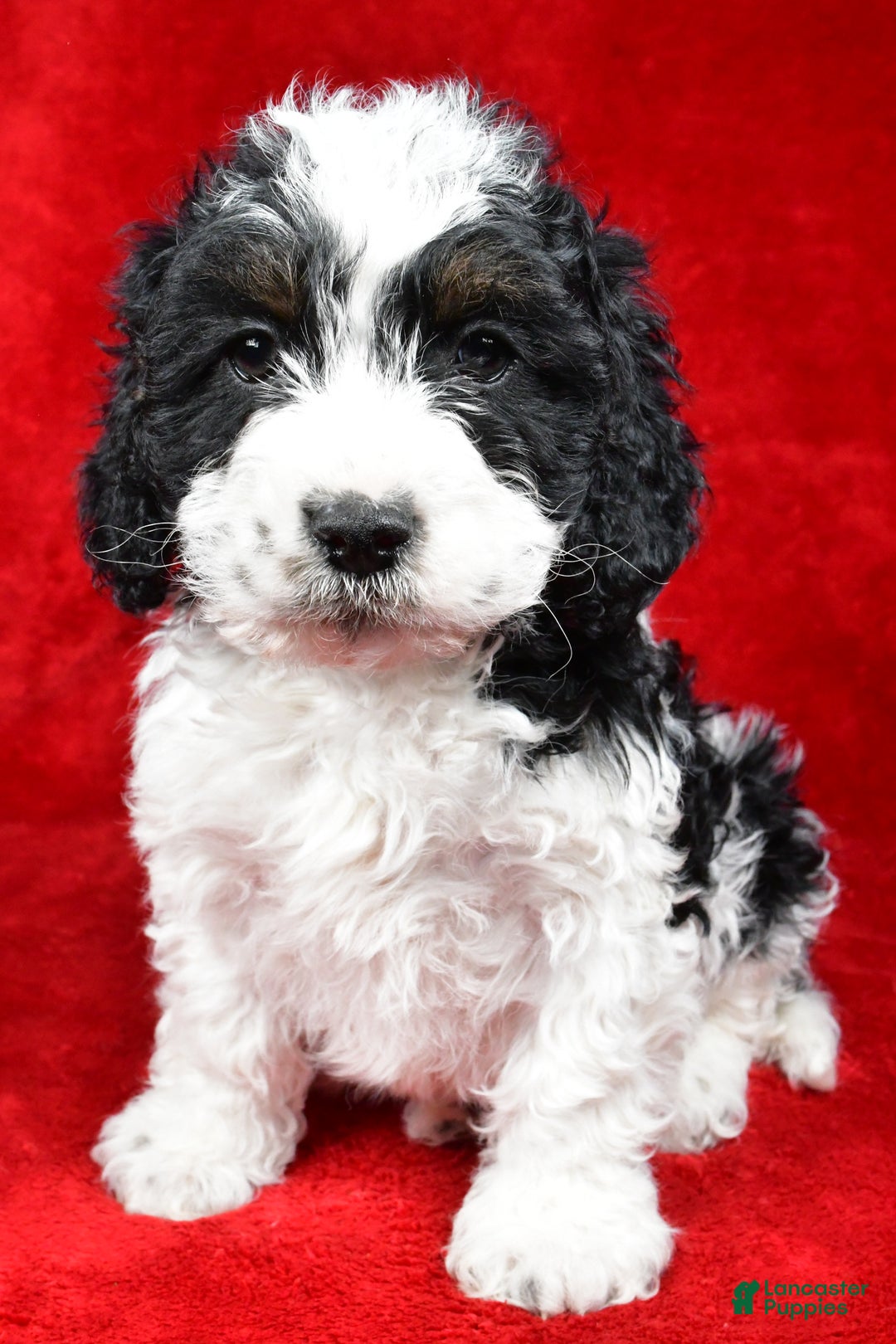 Cockapoo dogs for sale: Garrett - Ad 2