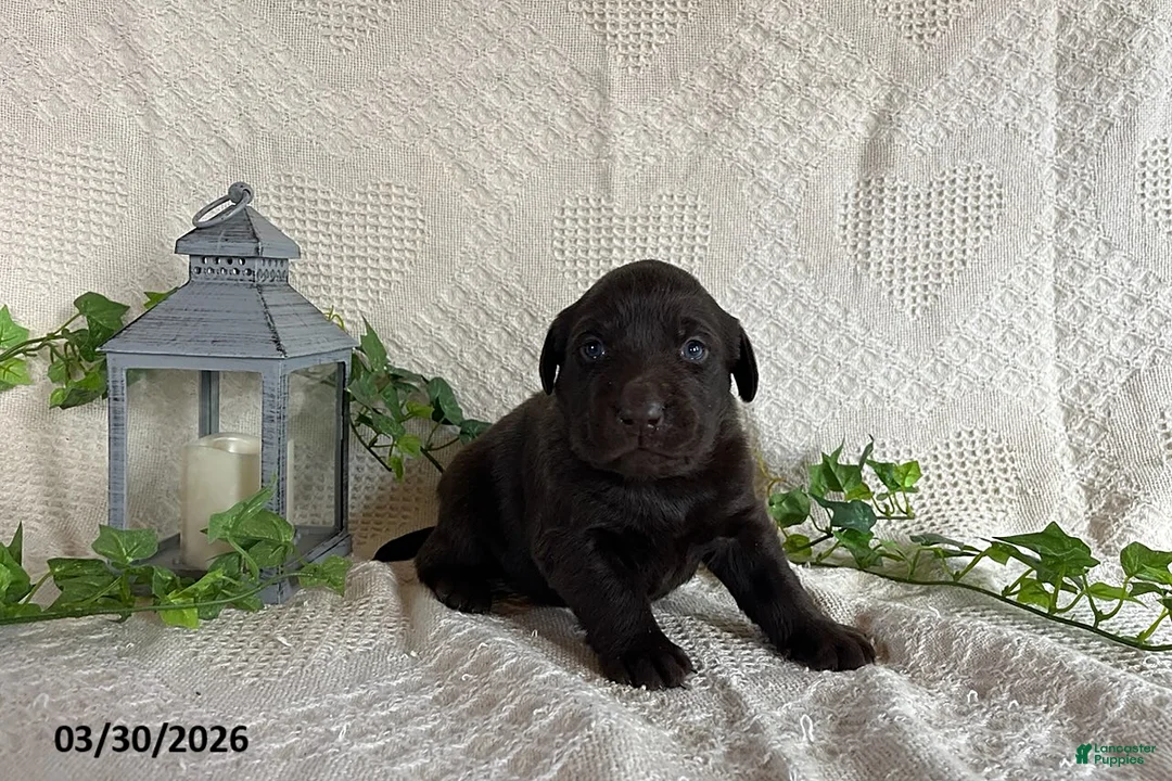 Labrador Retriever dogs for sale: Rita - Ad 2