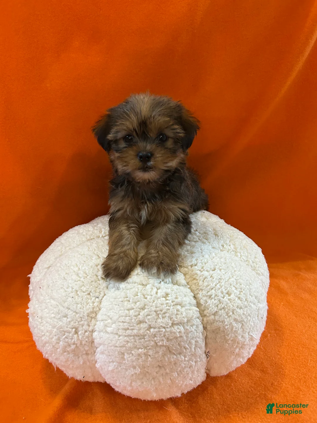Shorkie dogs for sale: Justin - Ad 1