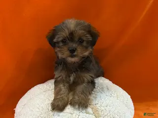 Shorkie dogs Justin - Ad 2