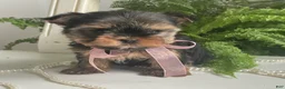 Yorkshire Terrier dogs for sale: Cali - Ad 8
