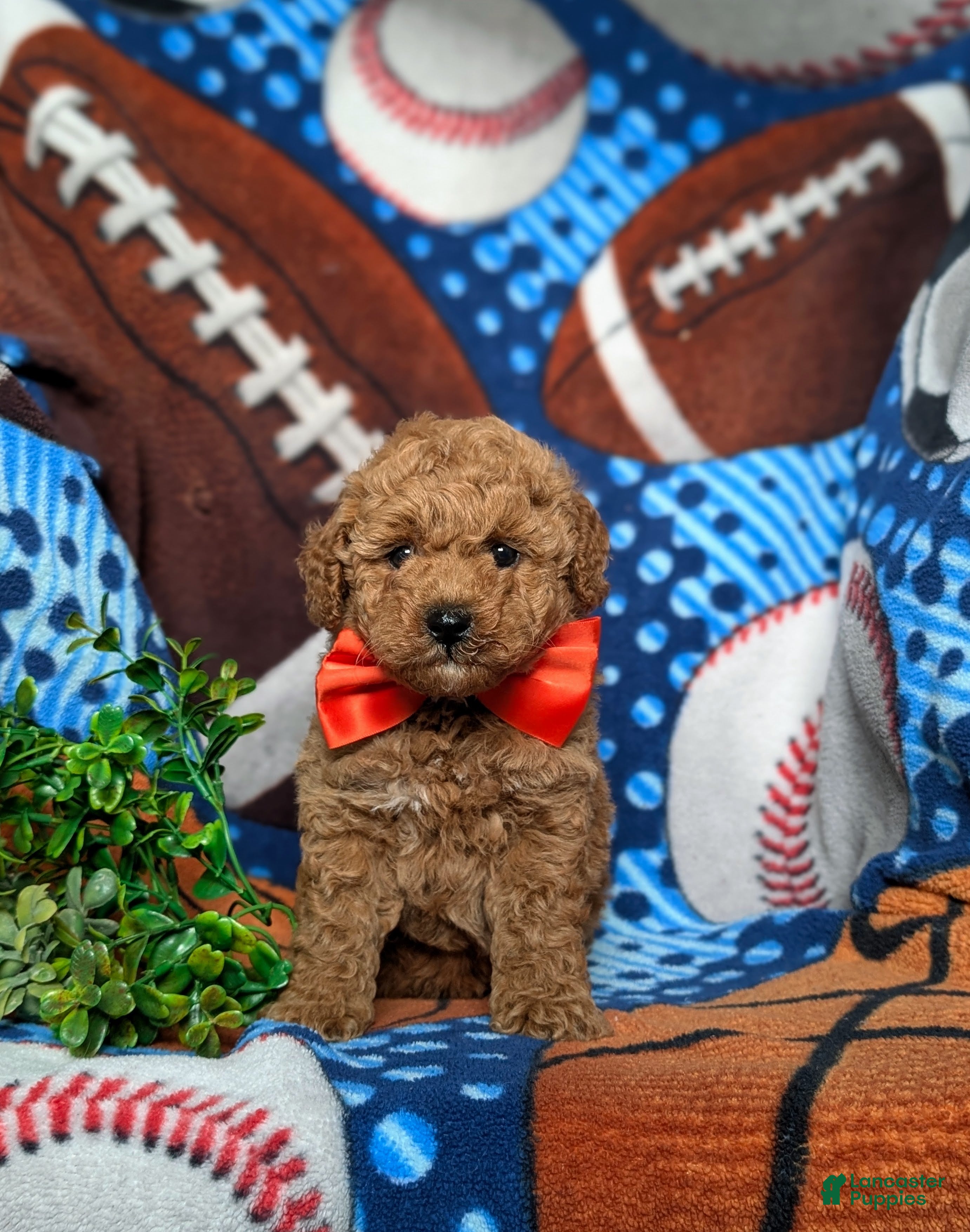 Toy Poodle dogs Northrop 9 lbs Full Grown - Ad 2