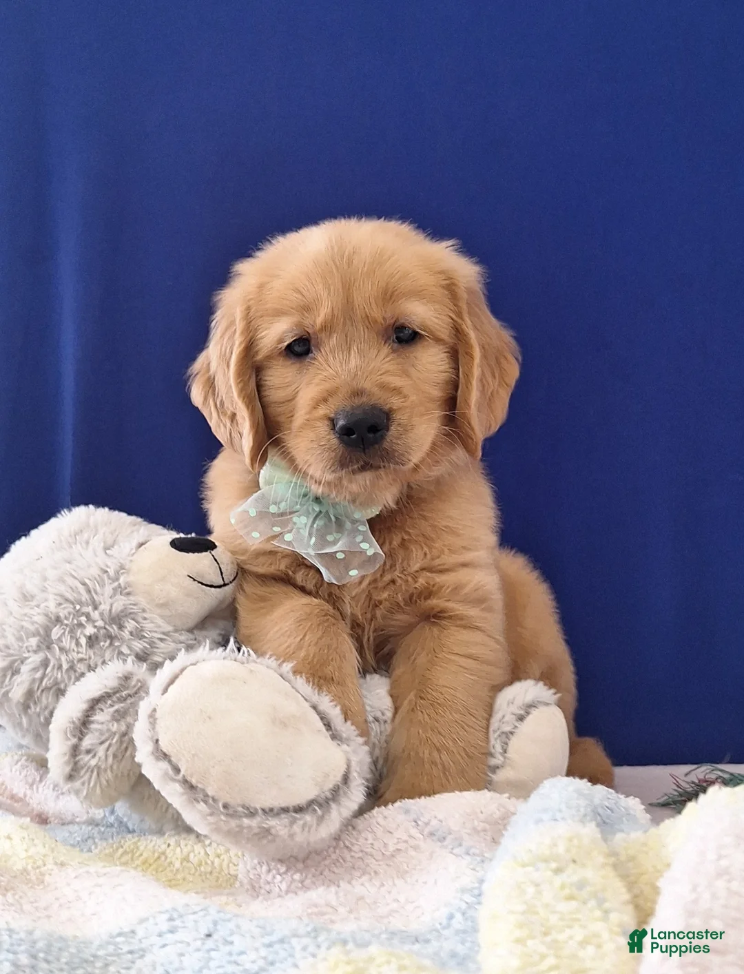 Golden Retriever dogs for sale: Aden - Ad 2