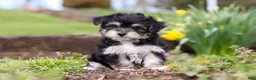 Morkie dogs for sale: Bruno - Ad 12
