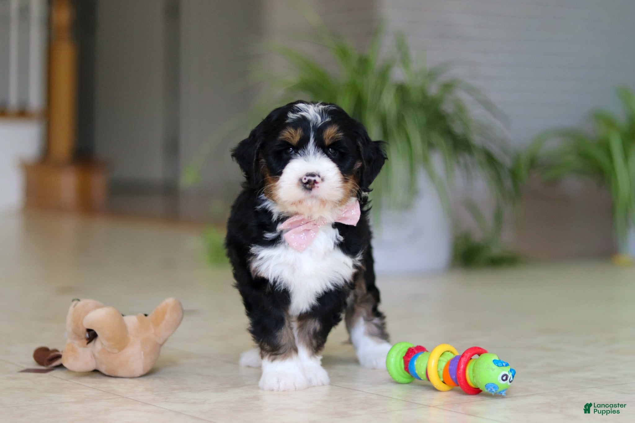 Mini Bernedoodle dogs Tyra - Ad 1