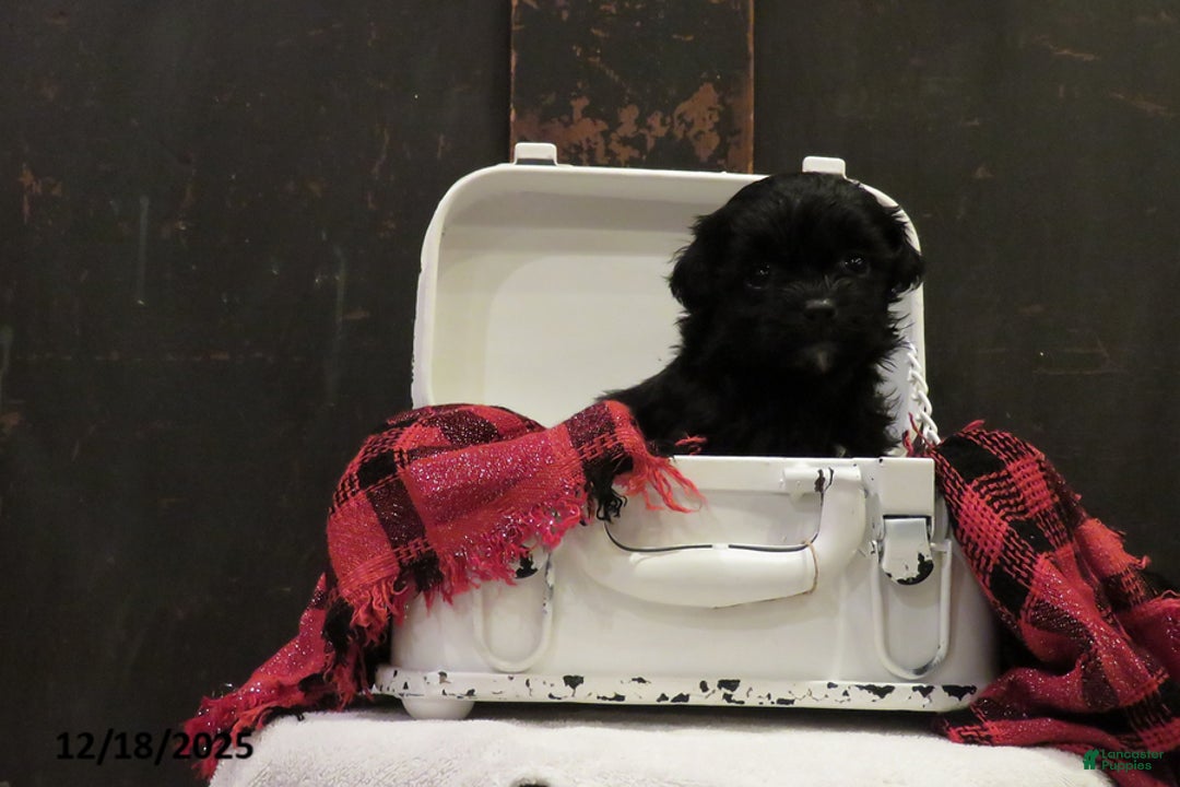 Shihpoo dogs for sale: Winterberry - Ad 2