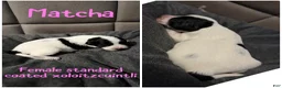 Xoloitzcuintle dogs for sale: Matcha - Ad 1