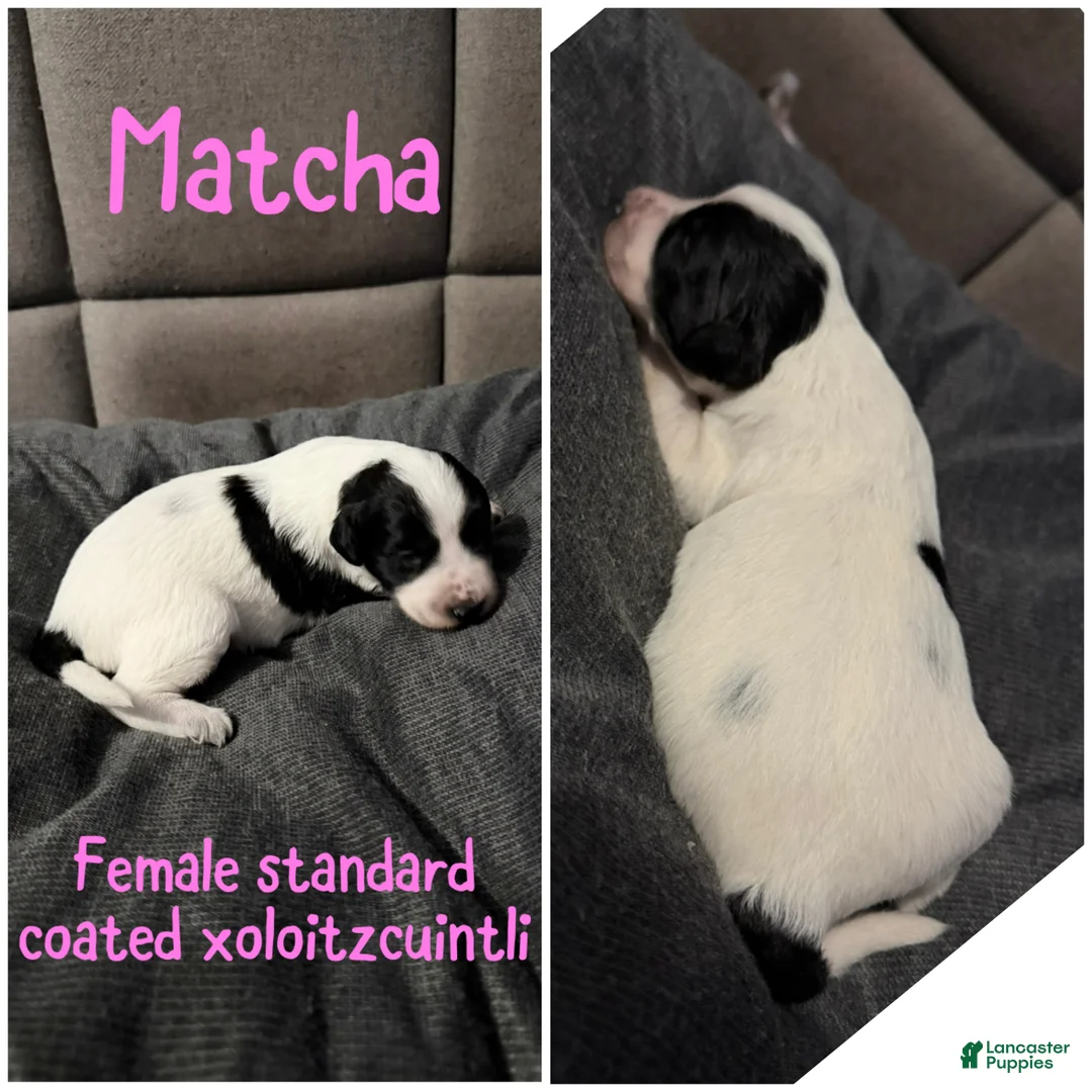 Xoloitzcuintle dogs for sale: Matcha - Ad 1