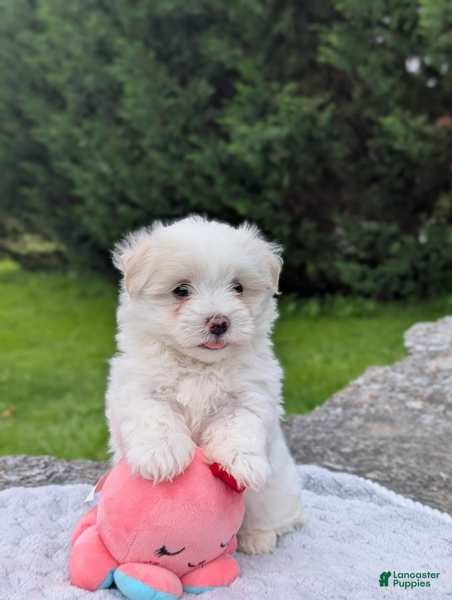 Maltese dogs Nick - Ad 2