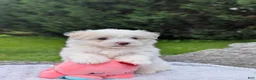 Maltese dogs for sale: Nick - Ad 2
