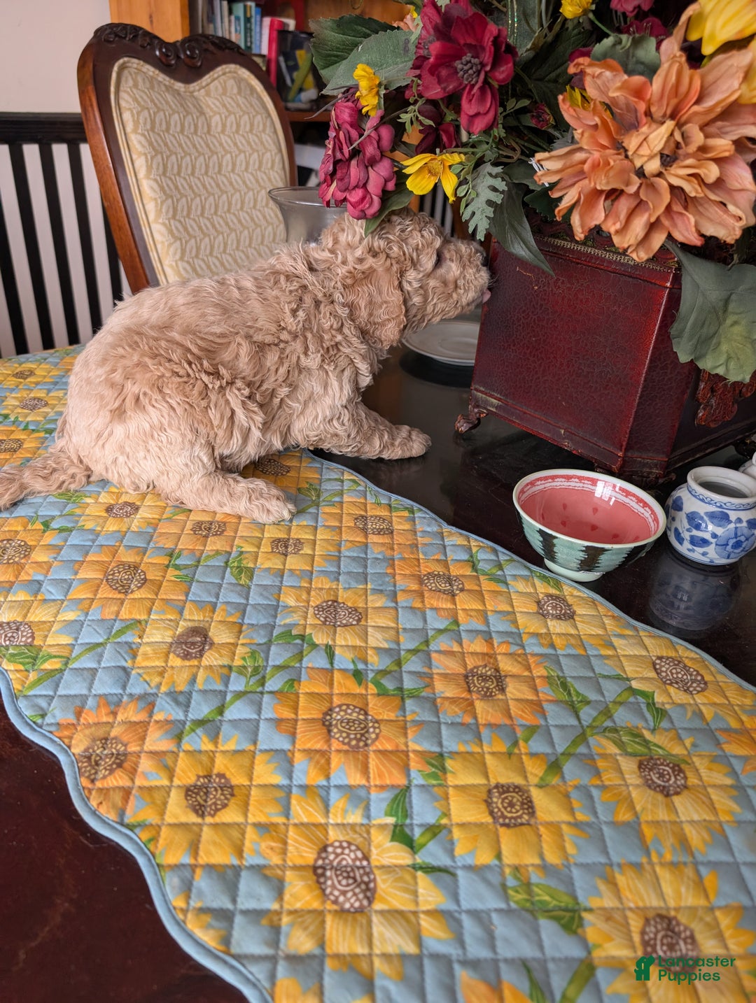 Goldendoodle dogs for sale: Jack - Ad 9