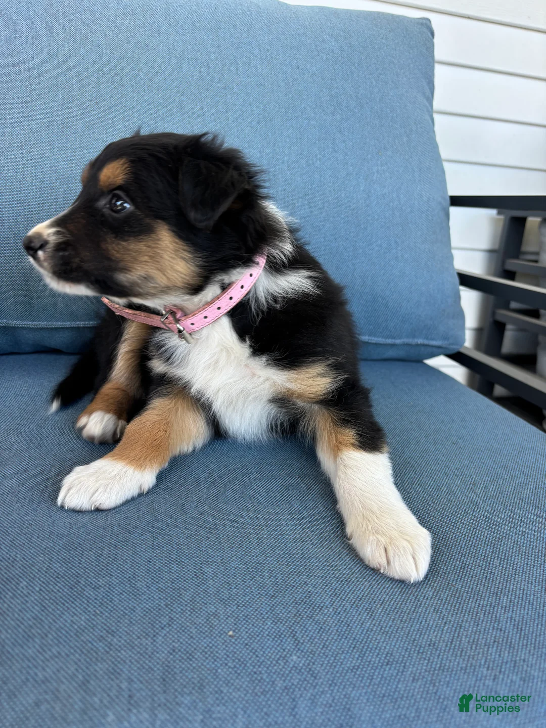 Mixed Breed dogs for sale: Lizzie - Ad 2