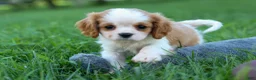 Cavalier King Charles Spaniel dogs for sale:  Nova🎀 - Ad 16